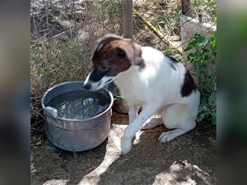 Hübsche LILA sucht ihre Familie