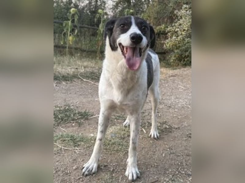 Samantha - hübsche, menschenliebende Überlebenskünstlerin