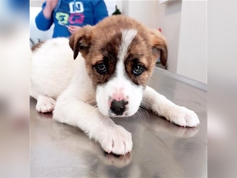 Zauberhafte LANA sucht ein Zuhause voller Liebe und Geborgenheit