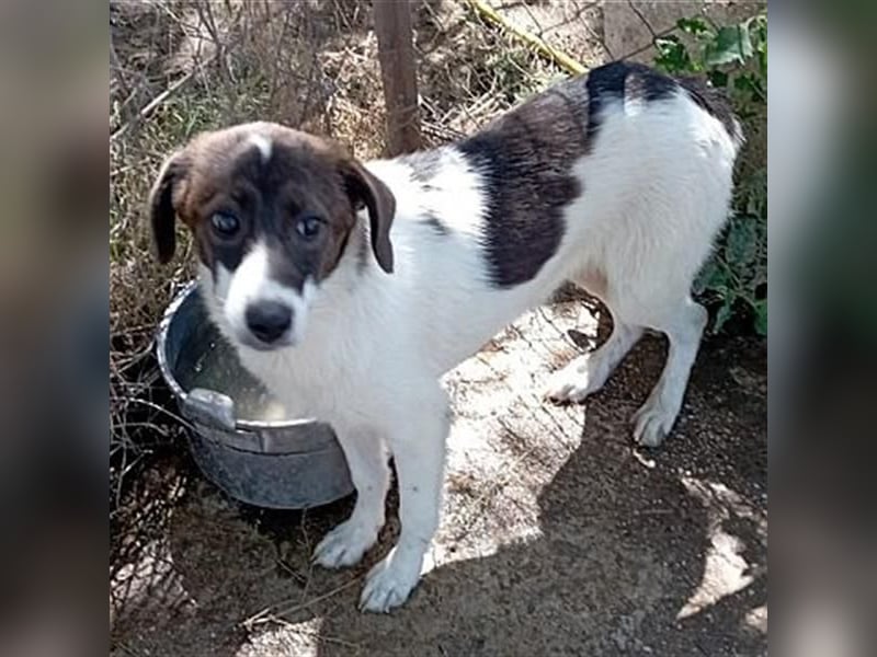 Hübsche LILA sucht ihre Familie