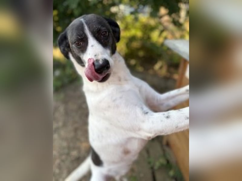 Samantha - hübsche, menschenliebende Überlebenskünstlerin