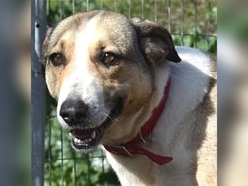 Angela - liebes, sanftes Hundemädchen