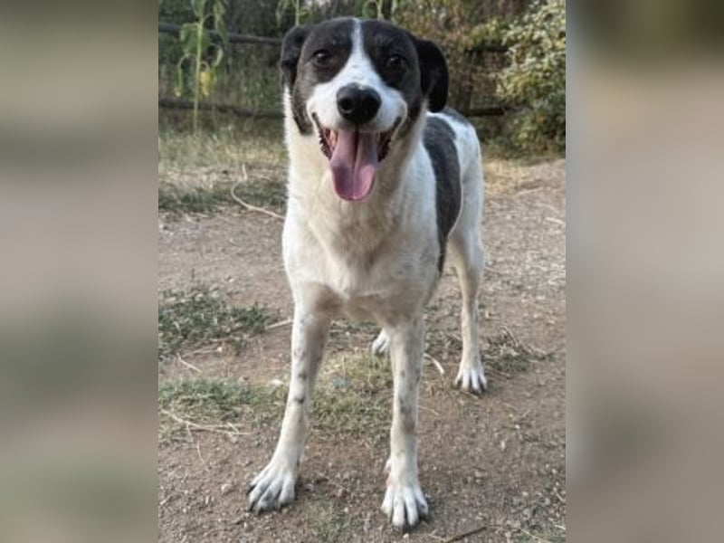 Samantha - hübsche, menschenliebende Überlebenskünstlerin