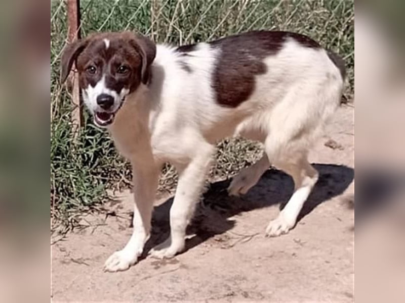 Hübsche LILA sucht ihre Familie