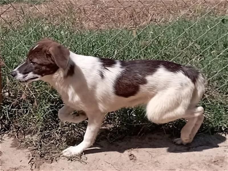 Hübsche LILA sucht ihre Familie