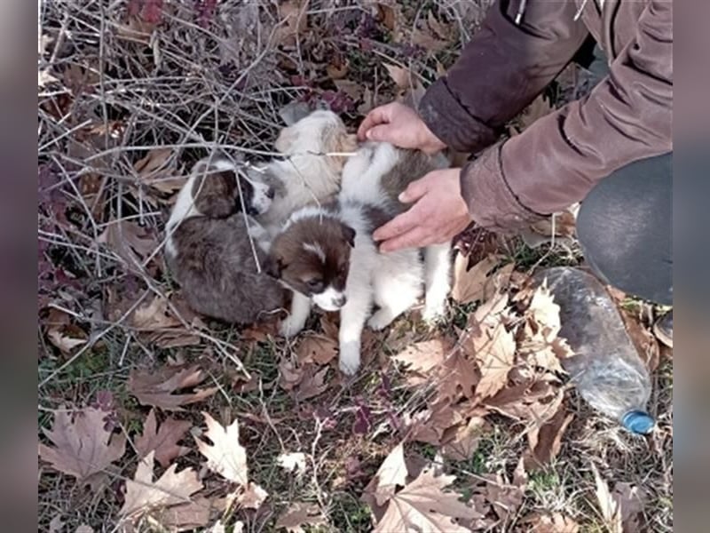Hübsche LILA sucht ihre Familie