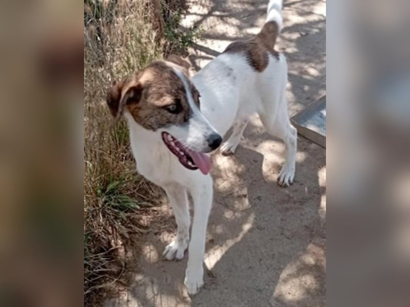 Zauberhafte LANA sucht ein Zuhause voller Liebe und Geborgenheit