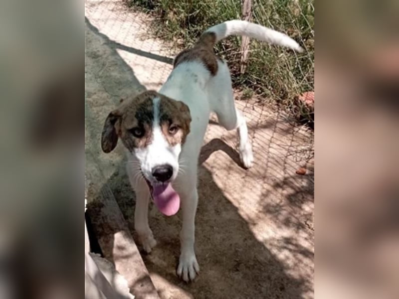 Zauberhafte LANA sucht ein Zuhause voller Liebe und Geborgenheit