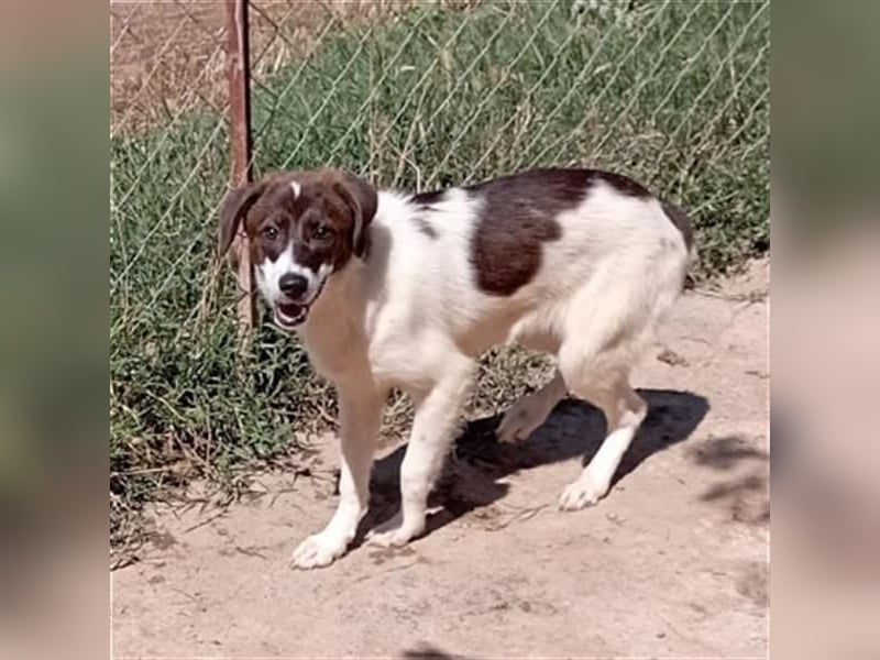 Hübsche LILA sucht ihre Familie