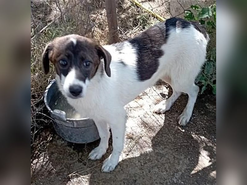 Hübsche LILA sucht ihre Familie
