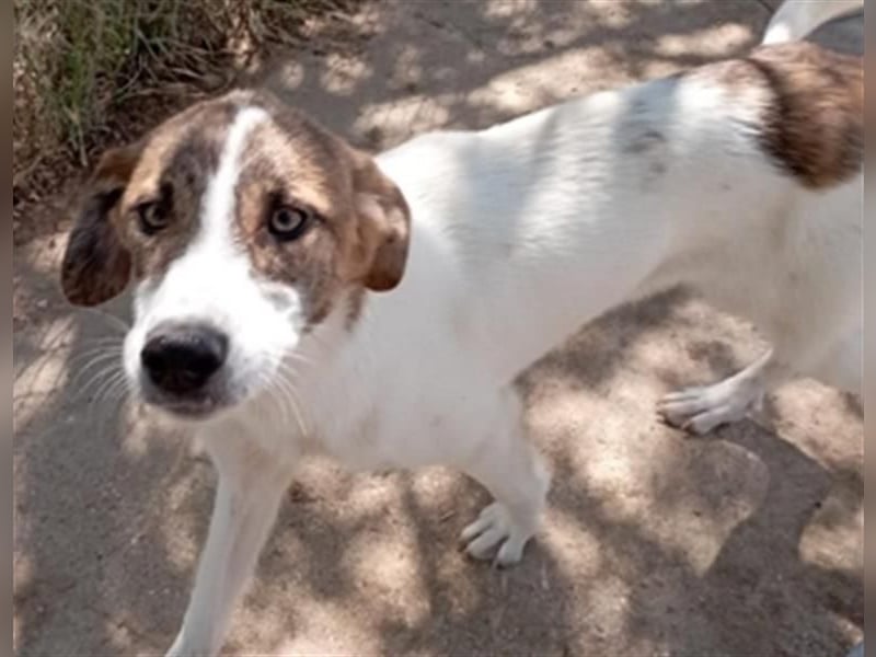 Zauberhafte LANA sucht ein Zuhause voller Liebe und Geborgenheit