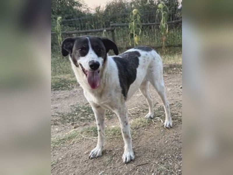 Samantha - hübsche, menschenliebende Überlebenskünstlerin