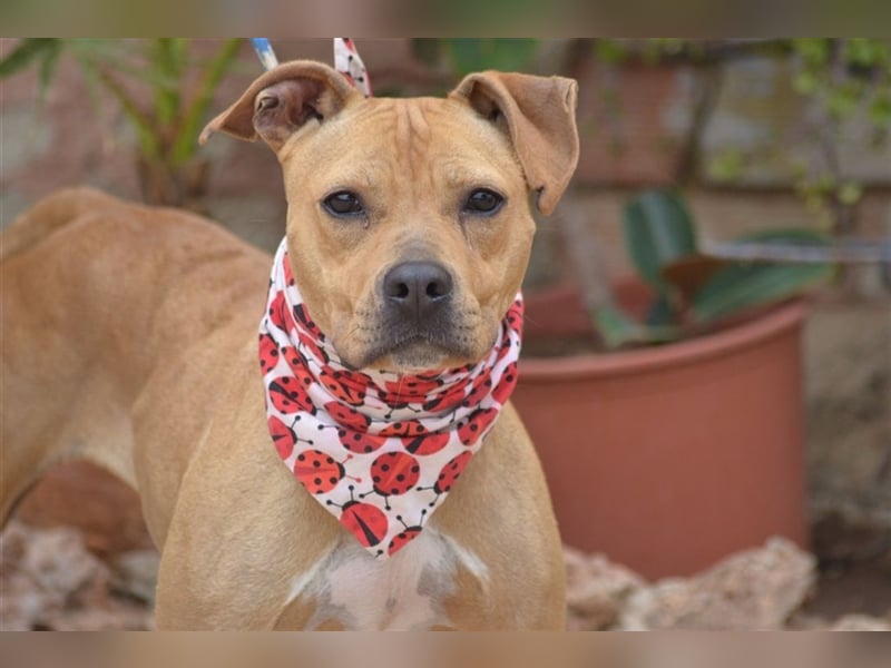Bantje - liebes Pittbull-Mix-Mädchen sucht gutes Zuhause in Österreich!
