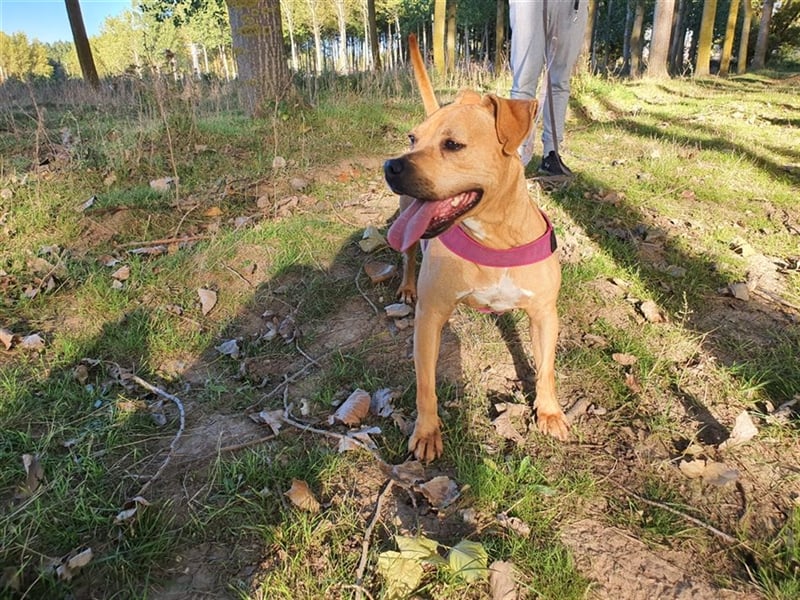 Bantje - liebes Pittbull-Mix-Mädchen sucht gutes Zuhause in Österreich!