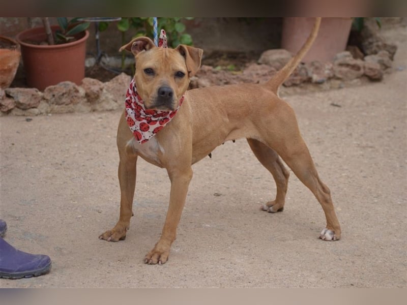Bantje - liebes Pittbull-Mix-Mädchen sucht gutes Zuhause in Österreich!