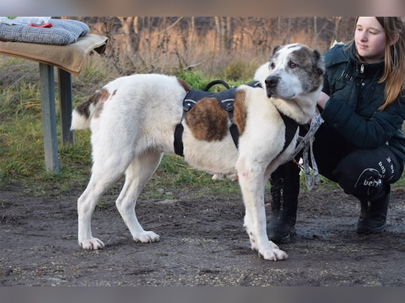 Nancy, großherzige Hundedame, ca. 10 Jahre, ca. 64cm, 36 kg