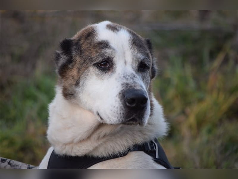 Nancy, großherzige Hundedame, ca. 10 Jahre, ca. 64cm, 36 kg