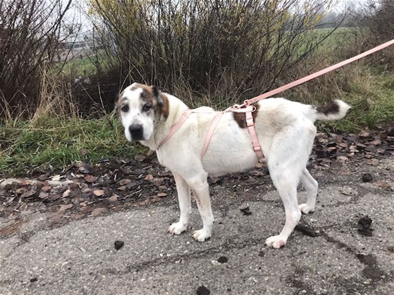 Nancy, großherzige Hundedame, ca. 10 Jahre, ca. 64cm, 36 kg