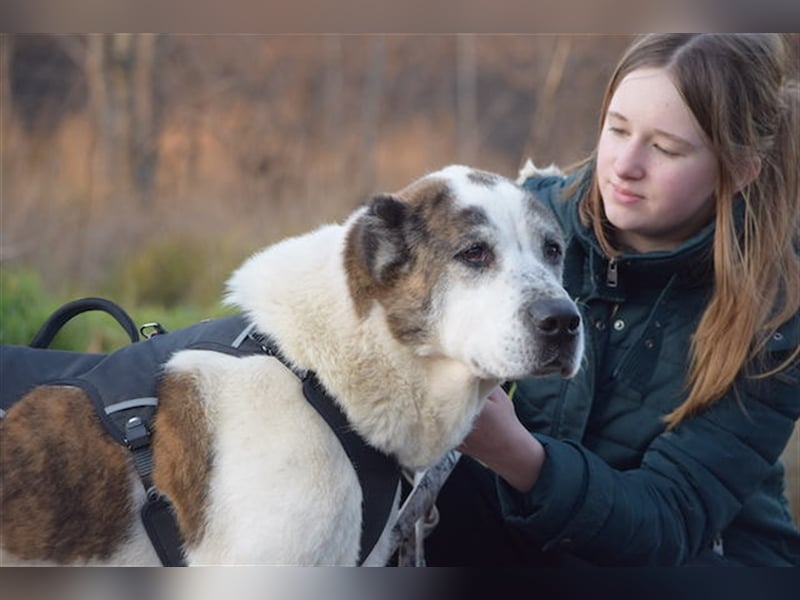 Nancy, großherzige Hundedame, ca. 10 Jahre, ca. 64cm, 36 kg
