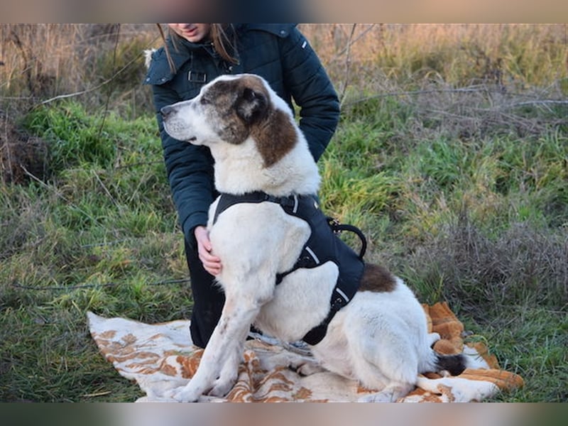 Nancy, großherzige Hundedame, ca. 10 Jahre, ca. 64cm, 36 kg