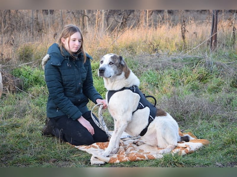 Nancy, großherzige Hundedame, ca. 10 Jahre, ca. 64cm, 36 kg