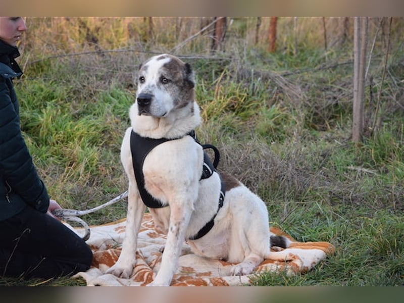 Nancy, großherzige Hundedame, ca. 10 Jahre, ca. 64cm, 36 kg