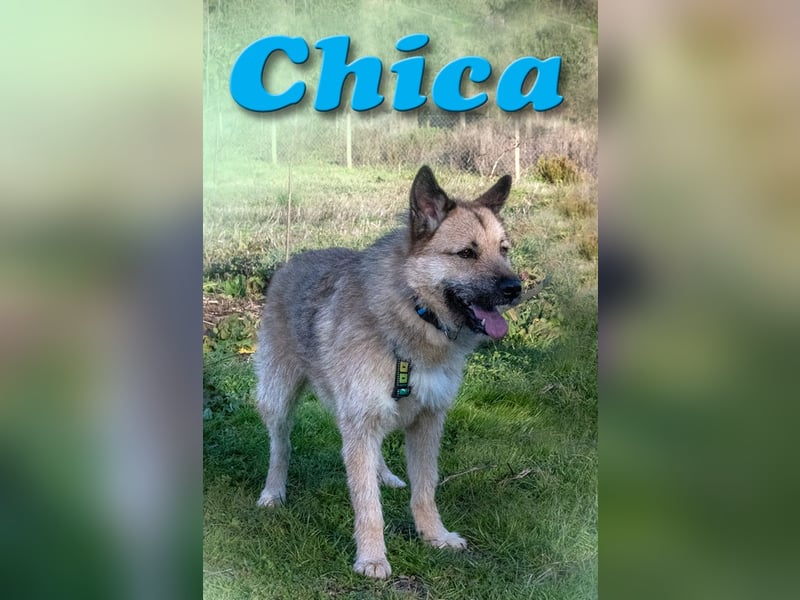 Chica – eine Traumhündin