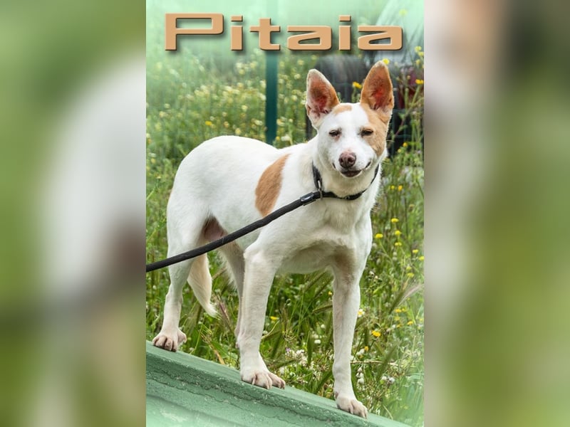 Pitaia – eine brave Maus