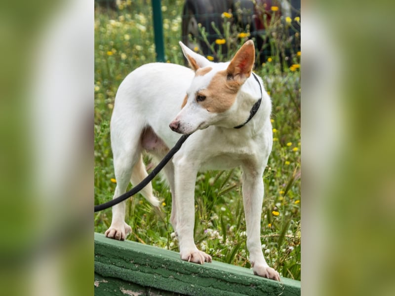 Pitaia – eine brave Maus