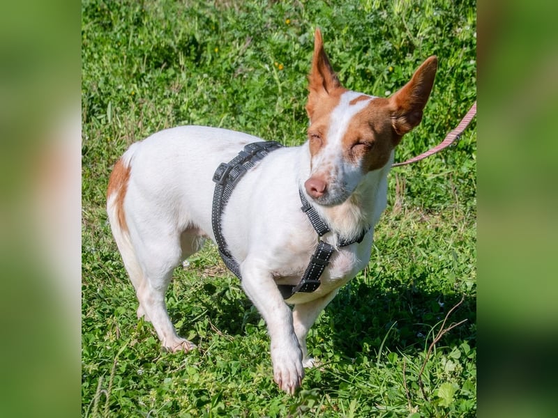 Bluey – eine Schmusemaus