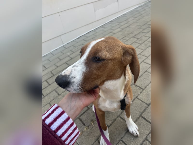 Valentina – Lebensfreude auf vier Pfoten sucht aktives Zuhause