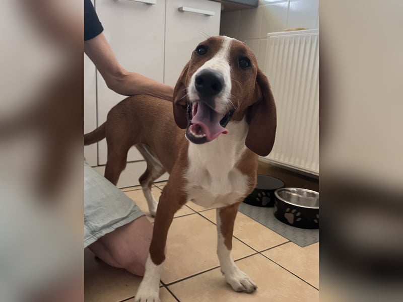 Valentina – Lebensfreude auf vier Pfoten sucht aktives Zuhause