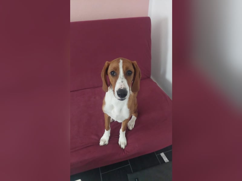 Valentina – Lebensfreude auf vier Pfoten sucht aktives Zuhause