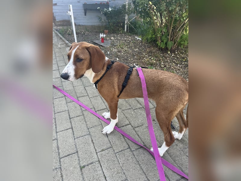 Valentina – Lebensfreude auf vier Pfoten sucht aktives Zuhause