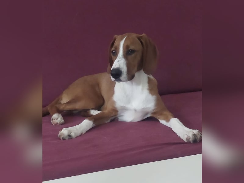 Valentina – Lebensfreude auf vier Pfoten sucht aktives Zuhause