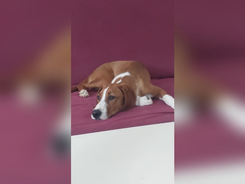 Valentina – Lebensfreude auf vier Pfoten sucht aktives Zuhause