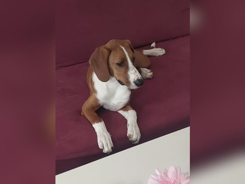 Valentina – Lebensfreude auf vier Pfoten sucht aktives Zuhause