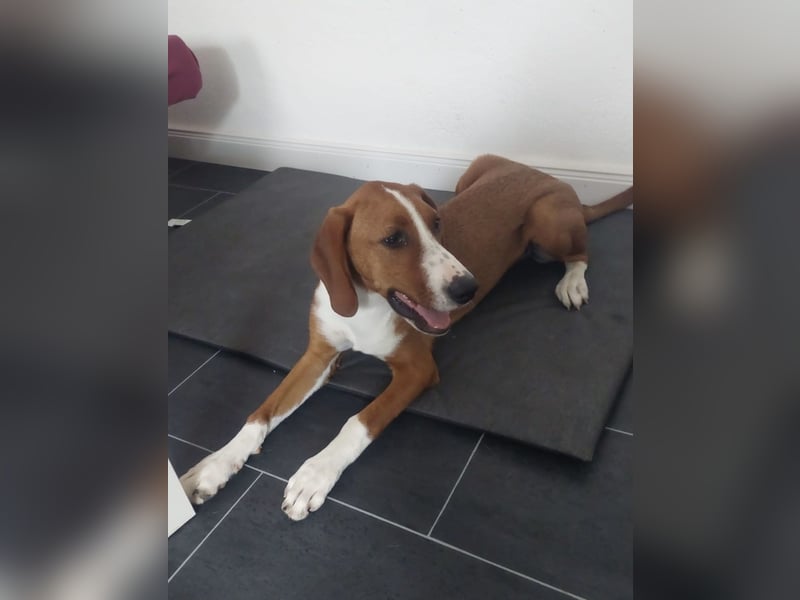 Valentina – Lebensfreude auf vier Pfoten sucht aktives Zuhause