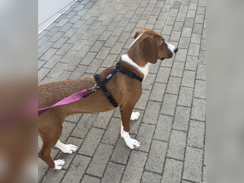 Valentina – Lebensfreude auf vier Pfoten sucht aktives Zuhause