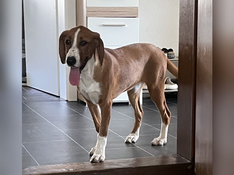 Valentina – Lebensfreude auf vier Pfoten sucht aktives Zuhause