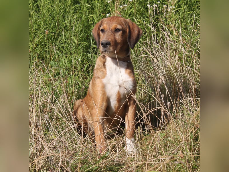 Lou - Herzensmensch gesucht