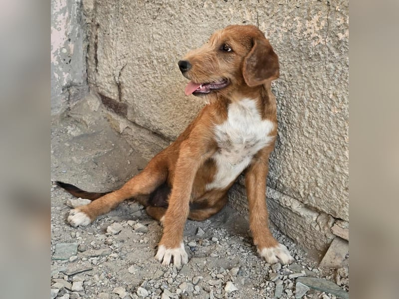 Wickie - Für-Immer-Zuhause gesucht