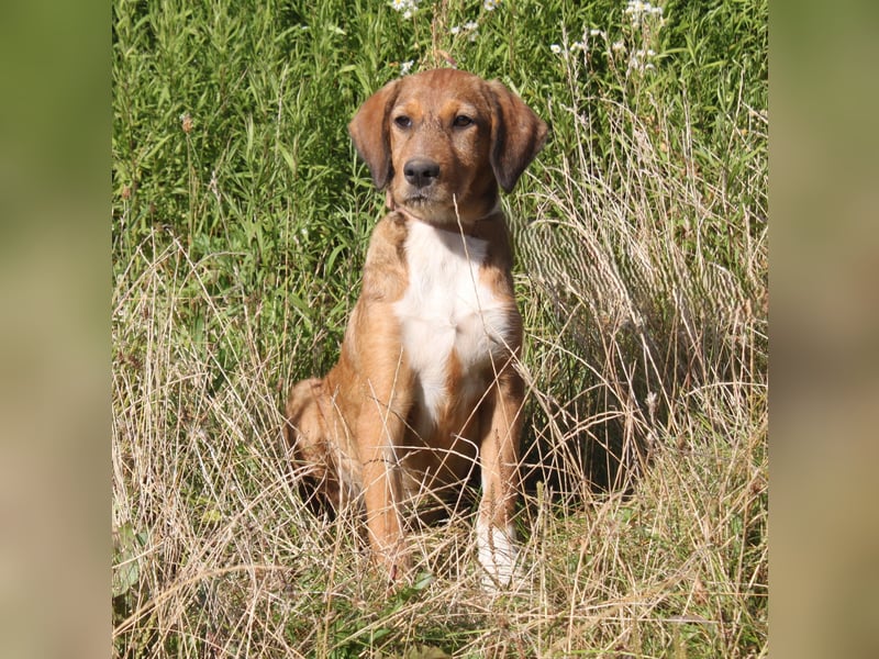 Lou - Herzensmensch gesucht