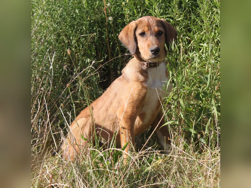 Lou - Herzensmensch gesucht