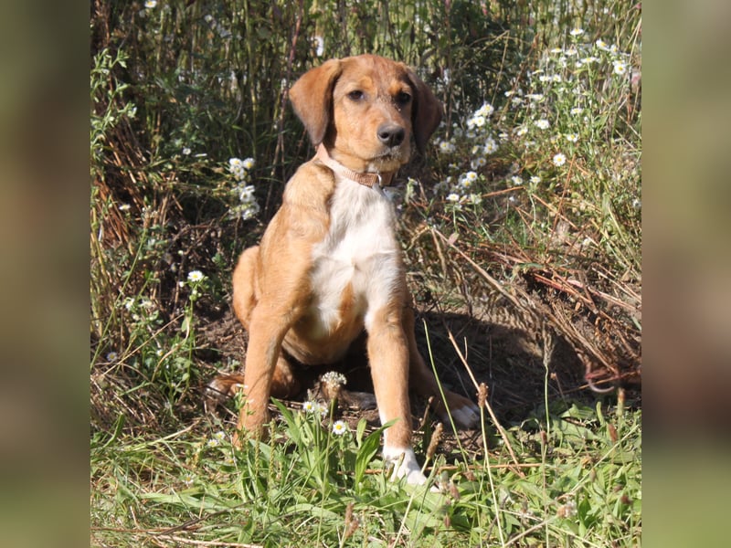 Lou - Herzensmensch gesucht