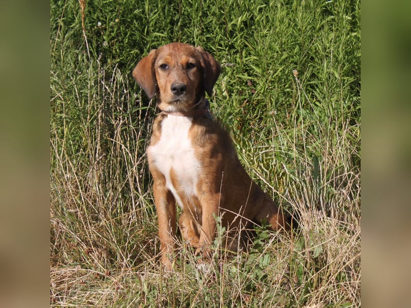 Lou - Herzensmensch gesucht