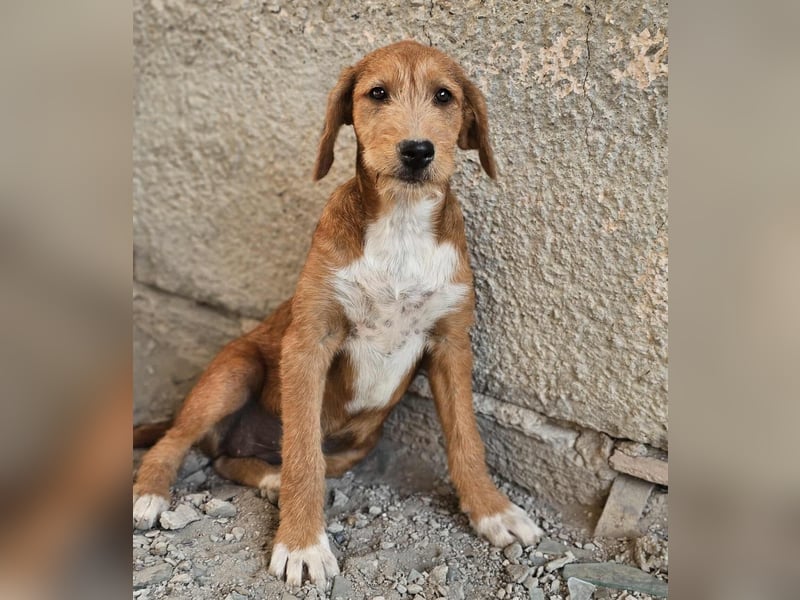 Wickie - Für-Immer-Zuhause gesucht