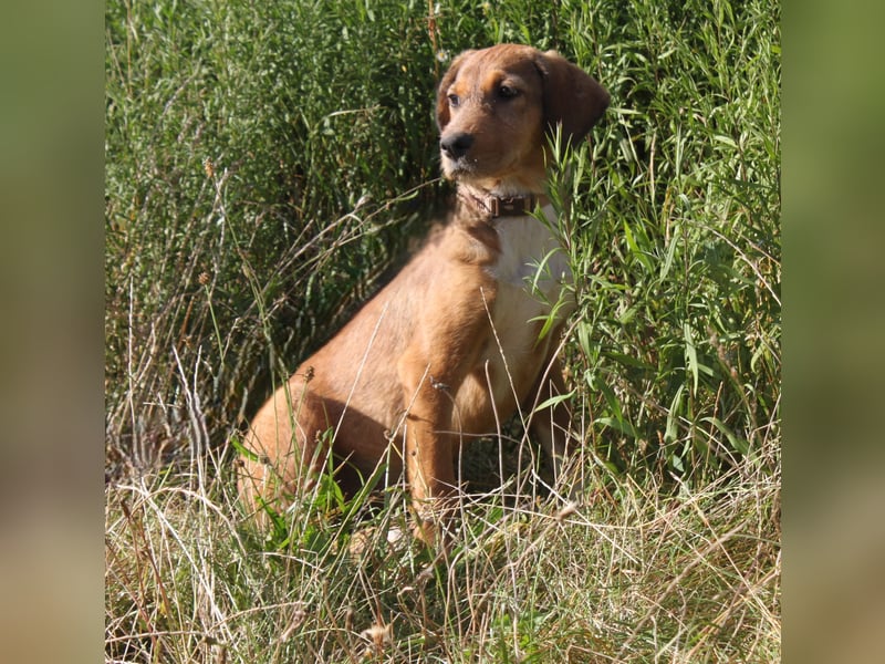 Lou - Herzensmensch gesucht