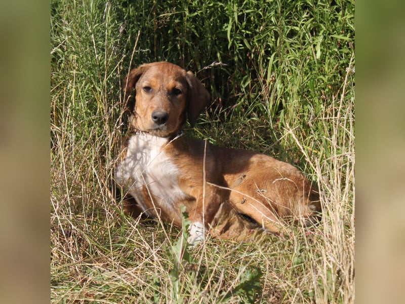 Lou - Herzensmensch gesucht