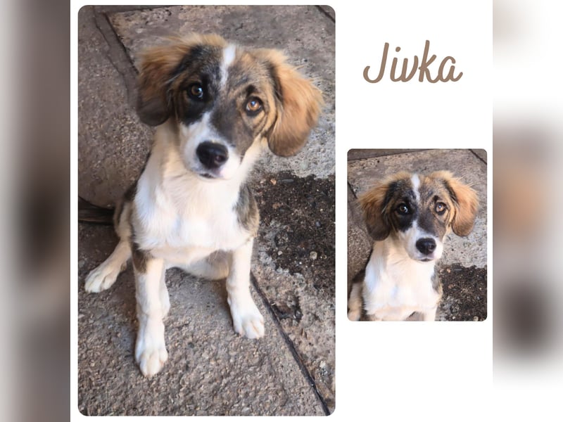 Jivka